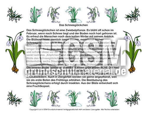 Abschreibtext-Schneeglöckchen.pdf